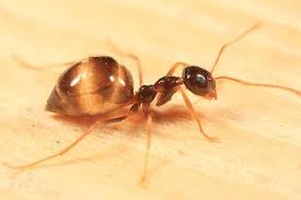 Small Honey Ant