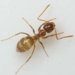 Florida Ant Identification - Turfmaster Lawn Services